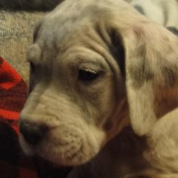 Cardigan Welsh Corgi and Great Dane Puppies from Red Oak Farm and Kennel