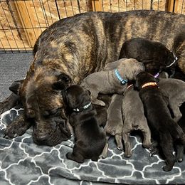 Cane Corso from Firebrand Cane Corso