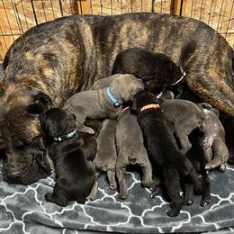 Cane Corso from Firebrand Cane Corso