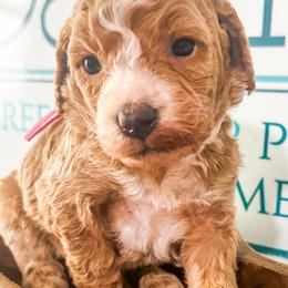 Grace - Apricot female Goldendoodle puppy in Mc Kee, Kentucky from Jackson County Doodles
