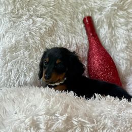 Dachshund and Miniature Schnauzer Puppies from The Bossy Doxie Farm