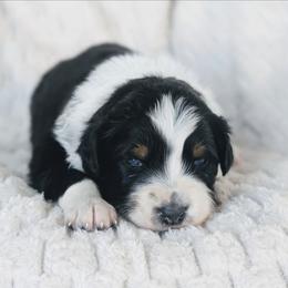 Boy 3 (Green) - Black tri-color male Australian Shepherd puppy in Yakima, Washington from Naches Heights Ranch
