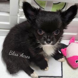 Forest - Black and white male Chihuahua puppy in Ponca City, Oklahoma from Bliss Acres Farm