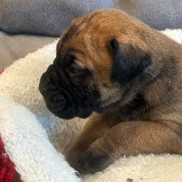 Titan - Red male Bullmastiff puppy in South Attleboro, Massachusetts from Bessettes Bullies