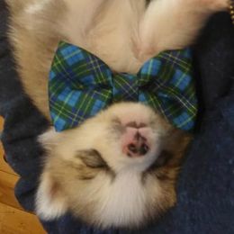 Pomeranian and Pomsky Puppies from Spillman's Specialty Breeding