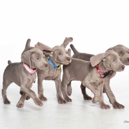 Weimaraner Puppies from About Time Weimaraners
