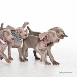Weimaraner Puppies from About Time Weimaraners