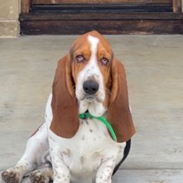Hank - Basset Hound
