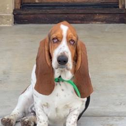 Hank - Basset Hound