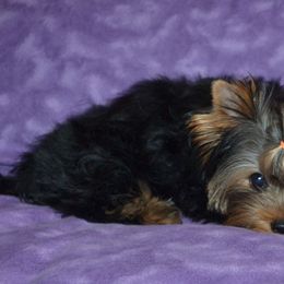 Yorkshire Terrier Puppies from Mirage Yorkies