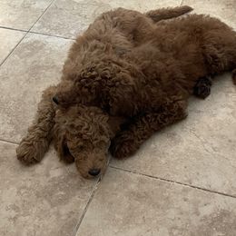 Poodle Puppies from FurEver Poodles