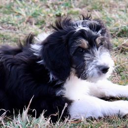 Ellen - Black tri-color Aussiedoodle puppy in Decatur, Illinois from Signature Doodles