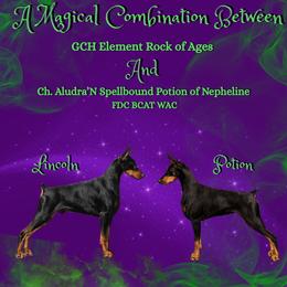 Doberman Pinscher puppies from Spellbound Doberman Pinschers