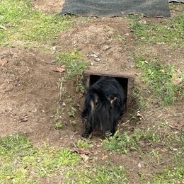 Dachshund All Grown Up from Rare Treat Dachshunds