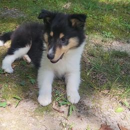 Electra - Black white and tan female Collie puppy in Buchanan, Georgia from Lacey's Lassies