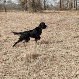 Gordon Setters from Whistler's Farm NC