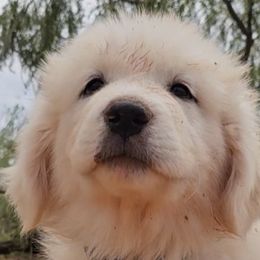 Akita and Great Pyrenees from WeVolution Off-Grid Eco Farm