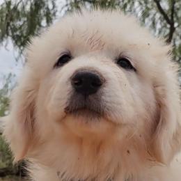 Akita and Great Pyrenees from WeVolution Off-Grid Eco Farm