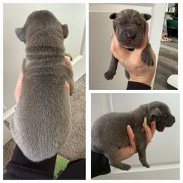 Green - Blue female Great Dane puppy in Doylestown, Ohio from Dana's Danes