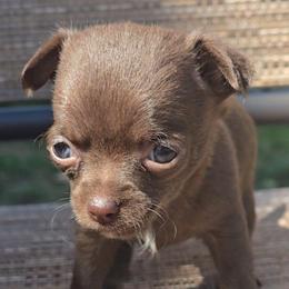 Coffee - Chocolate and white female Chihuahua puppy in Plainfield, Indiana from Abby's Pampered Pooches