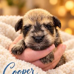 Cooper - Salt and pepper male Miniature Schnauzer puppy in Hull, Georgia from Ardent Miniature Schnauzers of Athens