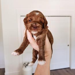 Graham - Red  male Goldendoodle puppy in Syracuse, Indiana from The Doodle Cove