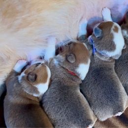 Pembroke Welsh Corgi puppies from Classy Country Corgis