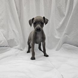 Max - Blue male Italian Greyhound puppy in Newalla, Oklahoma from Heartland Iggys