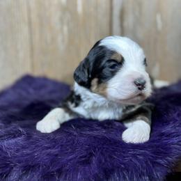 Oreo - Tri-color female Bernedoodle puppy in El Campo, Texas from Little Fur Friends Bernedoodles