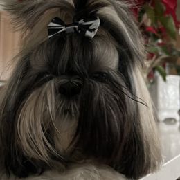 Zeus - Shih Tzu