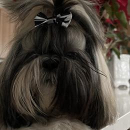 Zeus - Shih Tzu