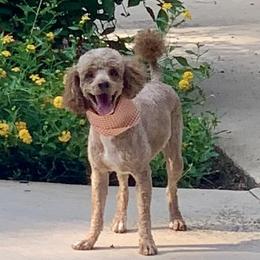 Scout - Poodle