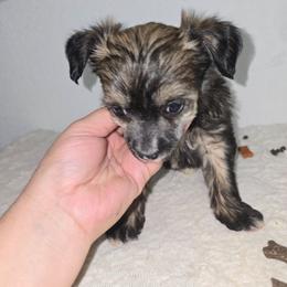 Aphrodite - Sable female Chinese Crested puppy in San Antonio, Texas from Sugar's Royal Cresteds