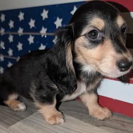 Sugar PET ONLY price listed in puppy details - Black and cream female Dachshund puppy in Unadilla, Georgia from Hamsley's Puppy Palace