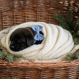 Odin - Black male Labrador Retriever puppy in Peru, Indiana from Harvest Moon Farms - Indiana English Cream Golden Retreivers