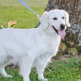Elsa - Golden Retriever