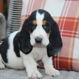Lumpy - Black tan and white male Basset Hound puppy in Missouri from Clevenger Farms