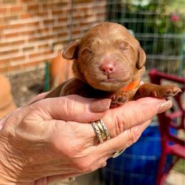 Maggie- orange collar girl - Red  female Goldendoodle puppy in Midlothian, Texas from Gray Doodles