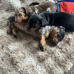 Dachshund Puppies from Dapper Doxie’s Select