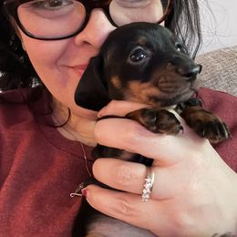 Dachshund Puppies from Phillian Family Mini Dachshunds