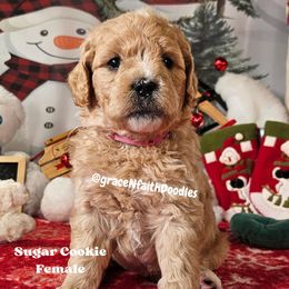 Sugar Cookie - Cream female Goldendoodle puppy in Peytno, Colorado from Grace N Faith Doodles