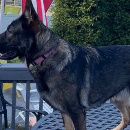 Jojo - German Shepherd