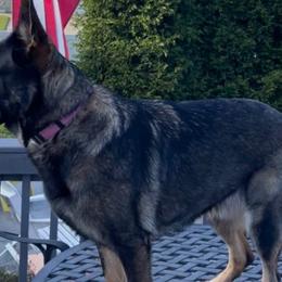 Jojo - German Shepherd