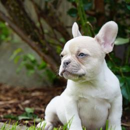 Penelope - White female French Bulldog puppy in Battle Ground, Washington from Ferguson's Bulldogs