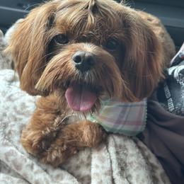 Cavapoo, Goldendoodle, and Poodle All Grown Up from Pearls & Curls doodles & poodles
