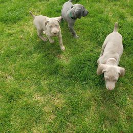 Weimaraner Puppies from Miller's Weimaraners
