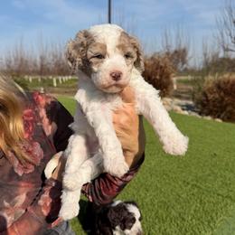 Nova - Merle female Bernedoodle puppy in Yuba City, California from Ranch House Doodles