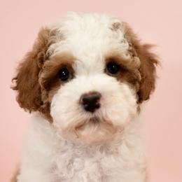 Cavapoos and Maltipoos from Sweetheart Doodles