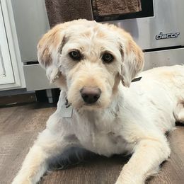 Violet - Labradoodle