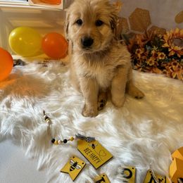 Golden Retriever Puppies from Whickering Pines Golden Retrievers